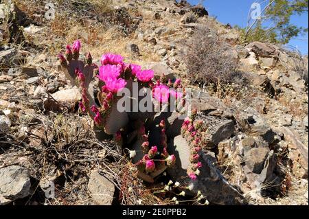 Beavertail Cactus (Opuntia basilaris) ist ein Kaktus, der im Südwesten der USA und im Nordwesten Mexikos beheimatet ist. Dieses Foto wurde in Joshua Tree National aufgenommen