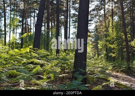 Farne im Unterholz, Wald von Rambouillet, regionaler Naturpark Haute Vallee de Chevreuse, Departement Yvelines, Region Ile de France, Frankreich,