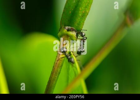 Nahaufnahme von zwei Schwarzwegeameisen (lat: Lasius niger) am Rand einer Rhododendron-Knospe, die Saft trinkt vor einem natürlich grünen Hintergrund. Stockfoto