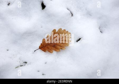 Ein Eichenblatt fiel auf den Schnee Stockfoto