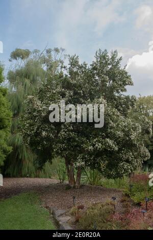 Sommer Laub einer immergrünen chilenischen Myrte, Temu oder Arrayan Baum (Luma apiculata) wächst an einem See in einem Country Cottage Garden in Rural Devon Stockfoto