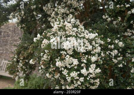 Spätsommer Weiße Blumen auf der chilenischen Myrte oder Temu Baum (Luma apiculata) wächst in einem Land Cottage Garden in Rural West Sussex, England, Großbritannien Stockfoto