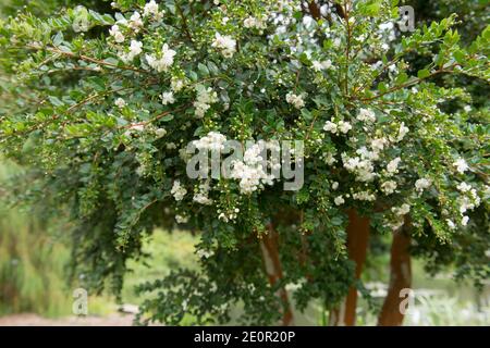 Spätsommer Weiße Blumen auf der chilenischen Myrte oder Temu Baum (Luma apiculata) wächst in einem Country Cottage Garden in Rural Devon, England, Großbritannien Stockfoto