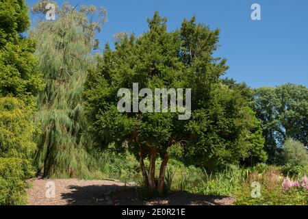 Sommer Laub einer immergrünen chilenischen Myrte, Temu oder Arrayan Baum (Luma apiculata) wächst an einem See in einem Country Cottage Garden in Rural Devon Stockfoto