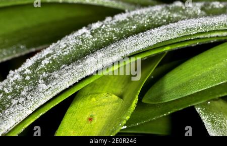 Frost bedeckt Blätter Stockfoto