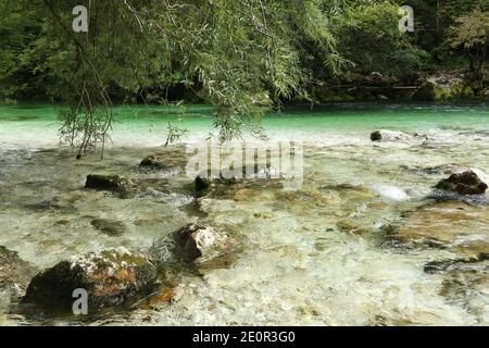 Fluss Sava Bohinjka mit türkisfarbenem Wasser, Triglav Nationalpark, Bohinj, Slowenien Stockfoto