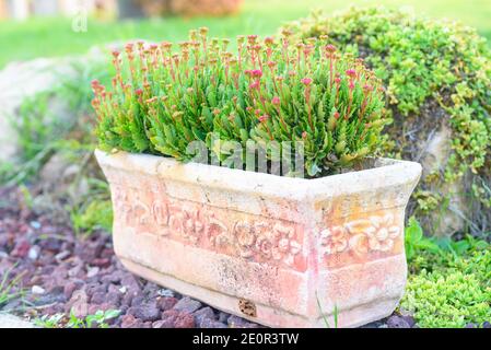 Bunte kleine Blumen von Kalanchoe aus nächster Nähe. Schöne helle Kalanchoe saftig rosa Blume. Stockfoto