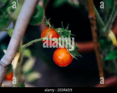 Nahaufnahme von roten und grünen Kirschtomaten (solanum lycopersicum) Wächst an der Rebe im Gewächshaus Stockfoto