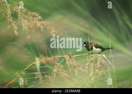 White-rumped Munia - Lonchura striata, schöner kleiner Barschvogel aus südostasiatischen Wiesen und Weiden, Sri Lanka. Stockfoto