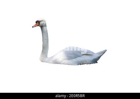 weiße Schwan, isoliert auf weißem Hintergrund Stockfoto