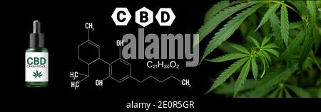 CBD Cannabidiol, Cannabis Marihuana Blatt auf schwarzem Hintergrund mit CBD Formel Stockfoto