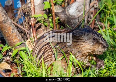 Bisamratte (Ondatra zibethicus) am Ufer im Sommer, horizontal Stockfoto