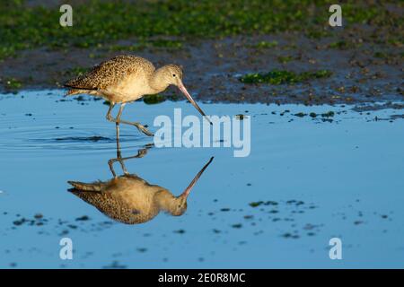 Marmorierte Uferschnepfe (Limosa Fedoa) Stockfoto