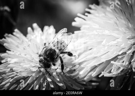 Bienensammel Nektar und Pollen auf Blume des Löwenzahns - schwarz-weiß Bild Stockfoto