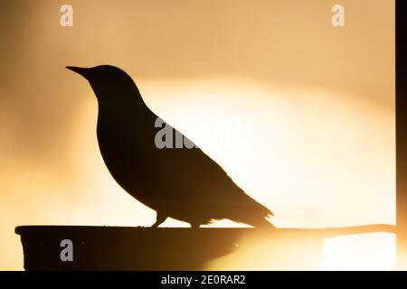 Wetter in Großbritannien: Ein Schattenstar ernährt sich von einem Futterhäuschen, während die Sonne nach einem anderen kalten Tag untergeht Stockfoto