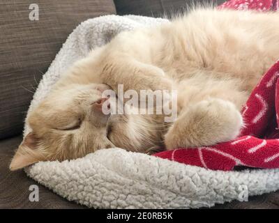 Eine gelb gestromte Katze schläft auf der Decke auf dem Bett Zu Hause Stockfoto