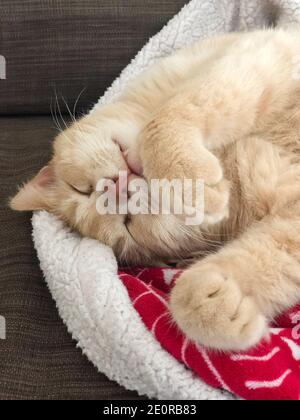 Eine gelb gestromte Katze schläft auf der Decke auf dem Bett Zu Hause Stockfoto