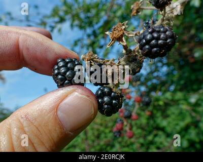 Brombeere (Rubus fruticosus) Reife Frucht, die aus einem Busch in einer Hecke gepflückt wird, Wiltshire, Großbritannien, September. Modell freigegeben. Stockfoto