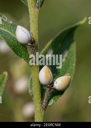 Gewöhnlicher Gromwell (Lithospermum officinale) mit zähen konischen Früchten oder Nüssen auf einem Kalkgraslandhang, Bath und North-East Somerset, UK, September Stockfoto