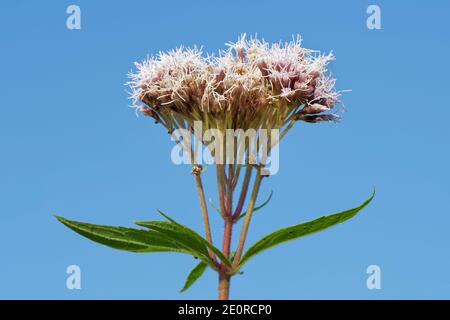 Hanf-Agrimony (Eupatorium cannabinum) blühend, Bath und Northeast Somerset, Großbritannien, September. Stockfoto