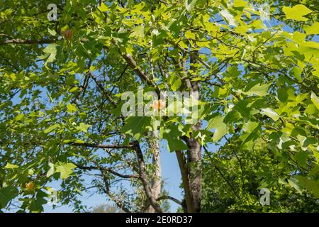 Sommer Laub und Blumen auf einem Laub chinesischen Tulpenbaum (Liriodendron chinense) wächst in einem Garten in Rural Devon, England, Großbritannien Stockfoto