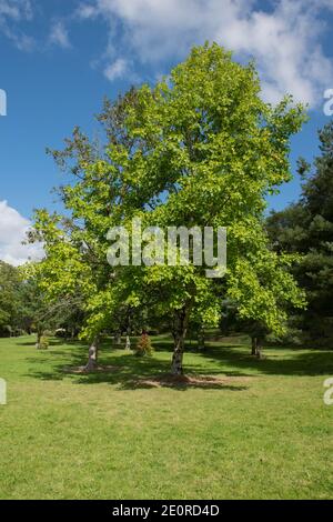 Sommerlaub eines Laubblütenbaumes (Liriodendron chinense) Wächst in einem Garten mit einem hellen blauen Himmel Hintergrund In Rural Devon Stockfoto