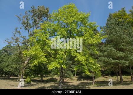 Sommerlaub eines Laubblütenbaumes (Liriodendron chinense) Wächst in einem Garten mit einem hellen blauen Himmel Hintergrund In Rural Devon Stockfoto