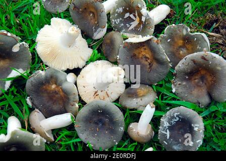 Pflücken von essbaren Pilzen im Sommer und Herbst: Täubling Stockfoto