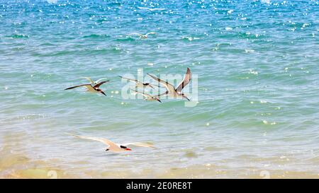 Schar von Abschäumer (Rynchops niger) fliegen über Wasser, Sanibel Island, Florida, USA Stockfoto