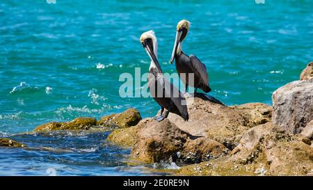 Zwei Pelikane sitzen auf einem Felsen in der Nähe des Wassers, Sanibal Island, Florida, USA Stockfoto