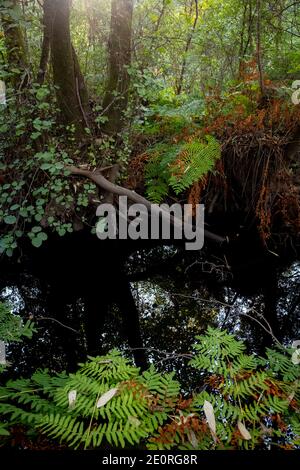 Ponte de Lima, Portugal - 02. September 2020 : Wald um Bertiandos und São Pedro d'Arcos Lagune Stockfoto