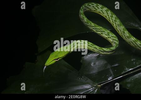 Grüne Schlange auf schwarzem Hintergrund - gewöhnliche Weinschlange (ahaetulla nasuta). Schlange aus südostasiatischem Dschungel. Stockfoto