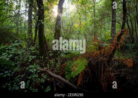 Ponte de Lima, Portugal - 02. September 2020 : Wald um Bertiandos und São Pedro d'Arcos Lagune Stockfoto