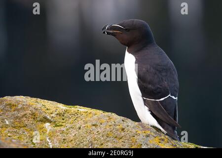 Razorbill ruft mit offenem Schnabel und steht auf einem Felsen Stockfoto