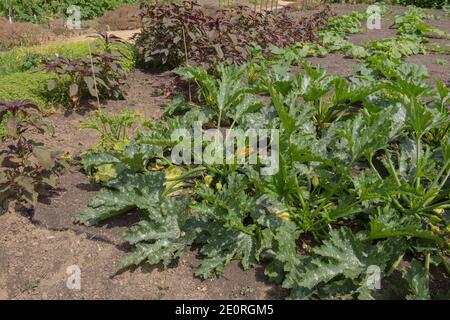 Hausgemachte Bio Sommer blühende Zucchini oder Zucgette Pflanze mit Gelbe Blumen (Cucurbita pepo) Anbau auf einer Zuteilung in einem Gemüsegarten Stockfoto