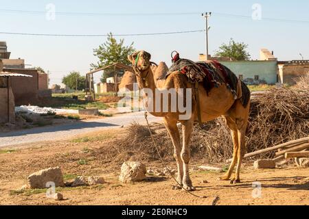 Kamel an heißen Tagen und Harran Häuser im Harran Dorf im Hintergrund, Sanliurfa, Türkei Stockfoto