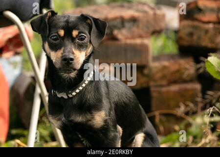 pinscher Hund auf einer Sommerwiese Stockfoto