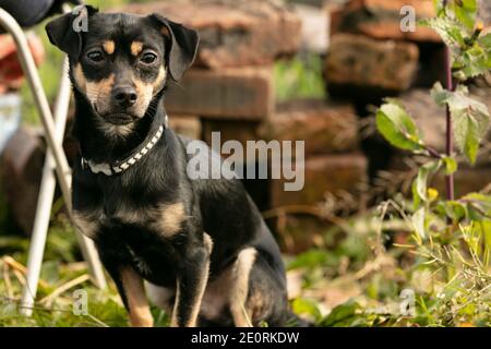 pinscher Hund auf einer Sommerwiese Stockfoto