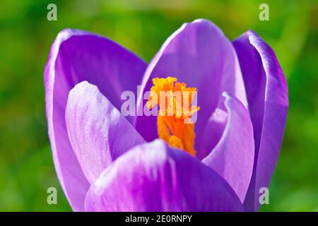 Crocus (möglicherweise Crocus vernus), Nahaufnahme einer einzelnen violetten Blume, möglicherweise einem Gartenflüchtling oder absichtlich gepflanzt. Stockfoto