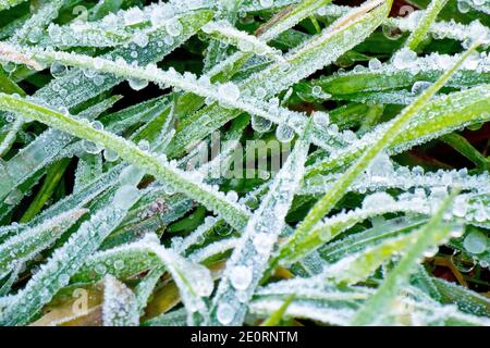 Nahaufnahme von Frost und mehreren gefrorenen Tautropfen auf Grashalmen nach einem plötzlichen Kälteeinbruch. Stockfoto