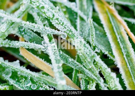 Nahaufnahme von gefrorenen Tautropfen und Frost auf Grashalmen nach einem plötzlichen Kälteeinbruch. Stockfoto