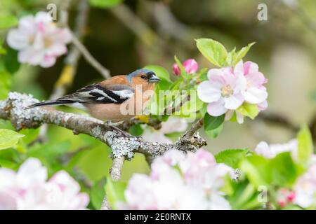 Männlicher Chaffinch [ fringilla coelebs ] im Apfelbaum mit Blüte Stockfoto