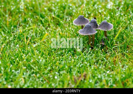 Nahaufnahme einer kleinen Gruppe von Pilzen, die im kurzen tau bedeckten Gras eines Rasens wachsen, wahrscheinlich eine der vielen Bonnet- oder mycena-Sorten. Stockfoto