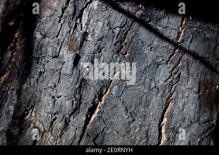 Ein Baum mit einem verkohlten Stamm nach einem Feuer neben einem Schilfbett. Stockfoto