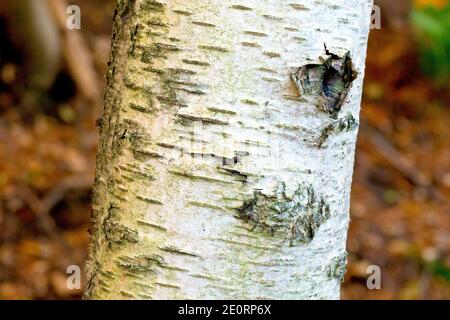 Nahaufnahme der Rinde einer jungen Silberbirke (betula pendula), die die glatte weiße Textur ihrer Oberfläche zeigt. Stockfoto