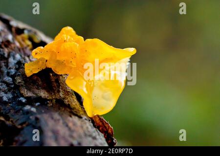 Gelber Hirnpilz (tremella mesenterica), auch bekannt als Hexenbutter, Nahaufnahme des Fruchtkörpers, der auf einem verrottendem Baumstamm wächst. Stockfoto