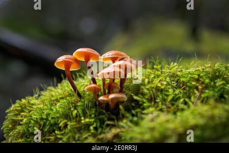 Wilde Pilze, Marin County, Kalifornien Stockfoto