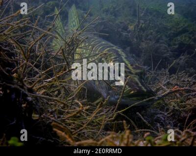 Großer Hecht versteckt in den Algen am Boden Ein See große Aussicht Stockfoto