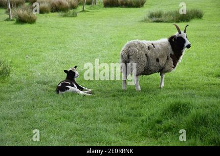 Weide mit einem gehörnten Schaf und ruhenden Lamm. Stockfoto