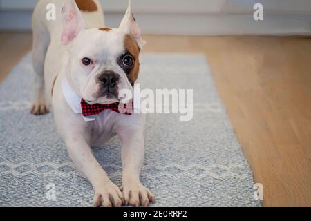 Französische Bulldogge in einer Fliege gekleidet, Stretching aus, bevor die Party-Feiern beginnen. Stockfoto